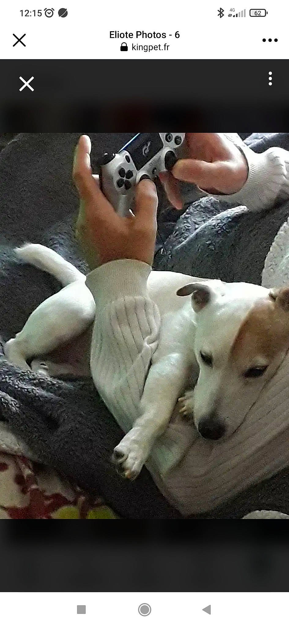 Eliot participe au concours pour gagner de l'argent avec cette photo : canidae, carnivore, companion_dog, dog, dog_breed, dog_collar, fawn, foot, gadget, guard_dog, human_leg, magyar_agar, paw, polish_greyhound, saluki, sighthound, tail, thigh, toy_dog, working_animal