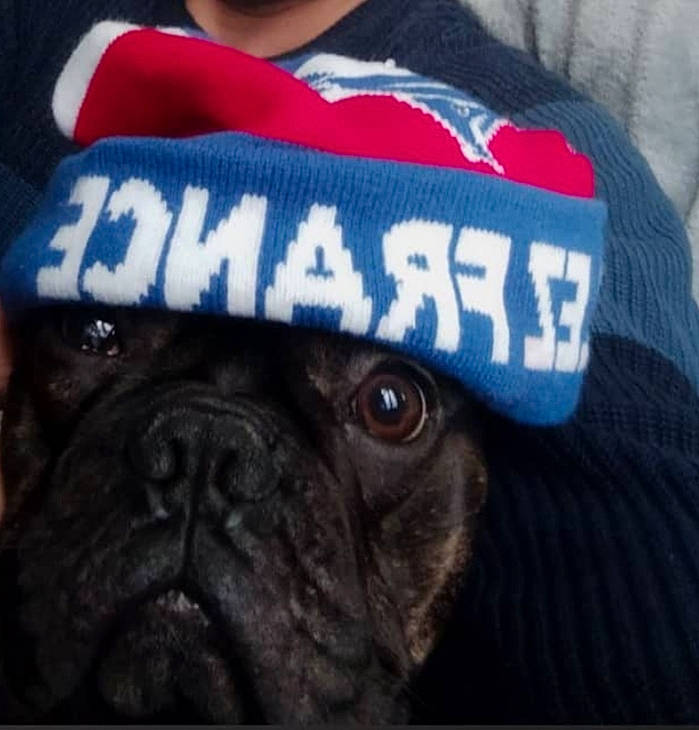 Ricthy a rejoint le concours — aidez-le/la à gagner de superbes lots ! canidae, cap, carmine, carnivore, companion_dog, dog, dog_breed, electric_blue, fashion_accessory, fawn, hat, logo, personal_protective_equipment, pug, sleeve, snout, sporting_group, toy_dog, whiskers, wrinkle