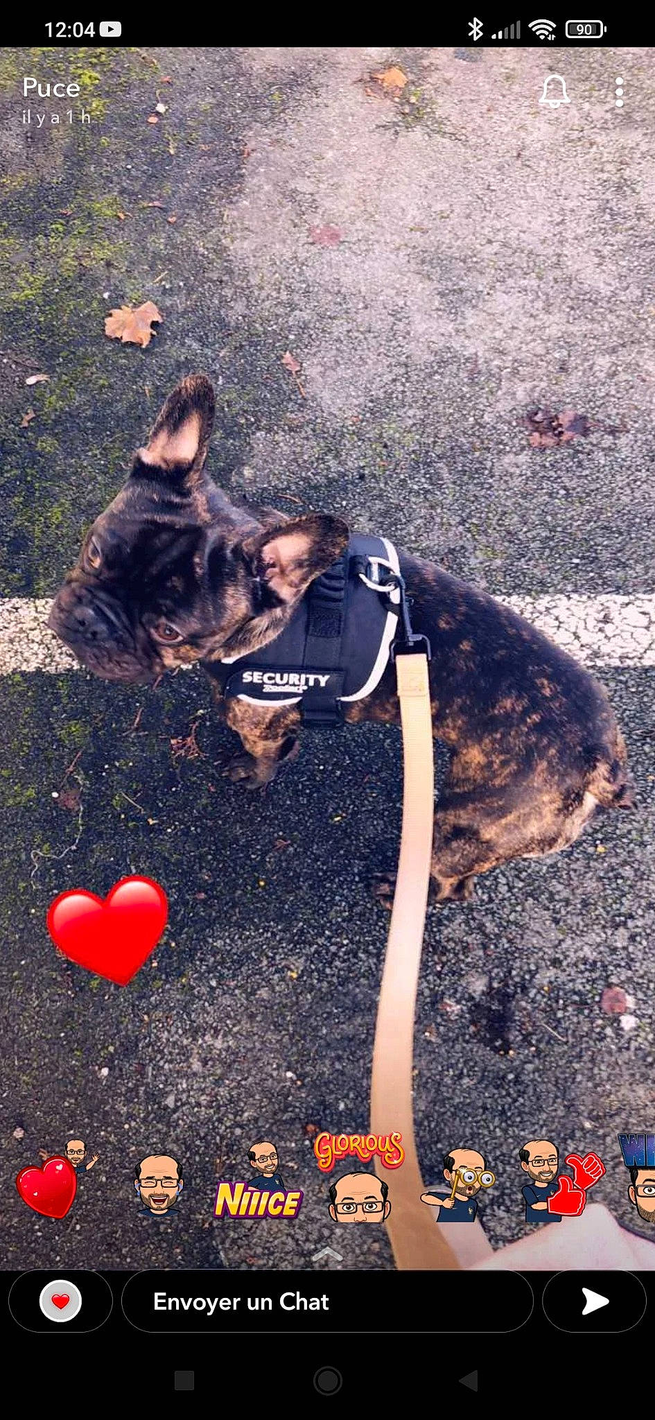 Ricthy a rejoint le concours — aidez-le/la à gagner de superbes lots ! asphalt, carmine, carnivore, companion_dog, dog, dog_breed, fawn, fun, grass, happy, leisure, pattern, people_in_nature, road_surface, shadow, sidewalk, soil, sunglasses, tail, tree