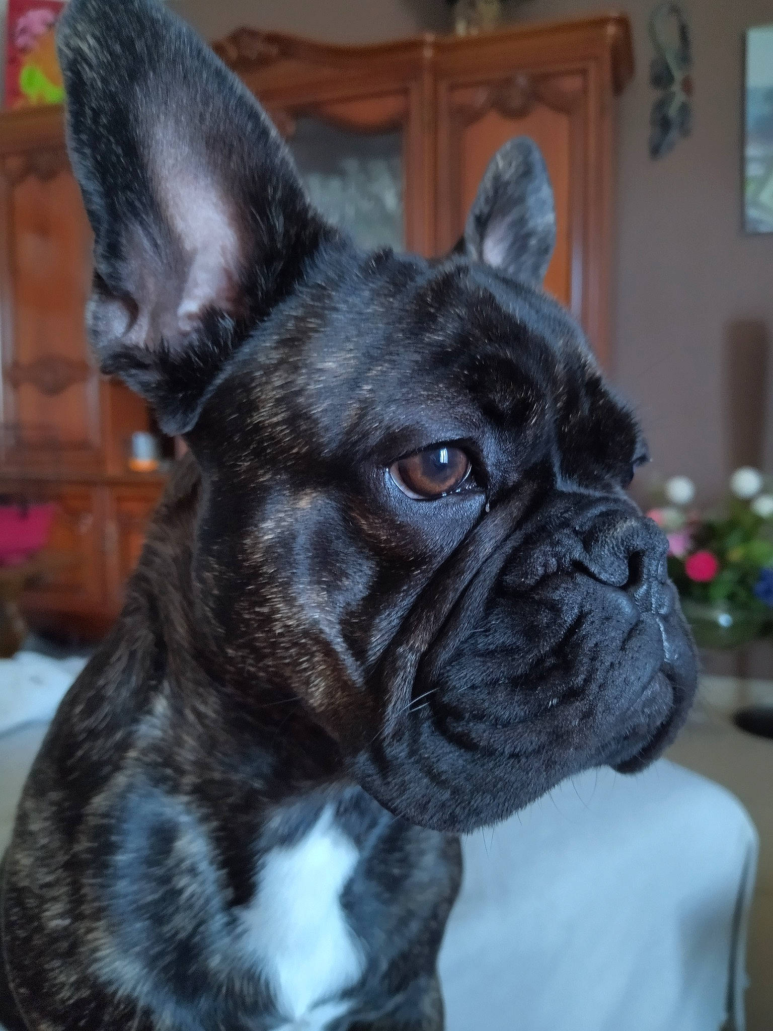 Ricthy a rejoint le concours — aidez-le/la à gagner de superbes lots ! canidae, carmine, carnivore, collar, companion_dog, dog, dog_breed, dog_collar, ear, fawn, fur, non_sporting_group, photography, picture_frame, snout, sporting_group, terrestrial_animal, whiskers, working_animal, wrinkle