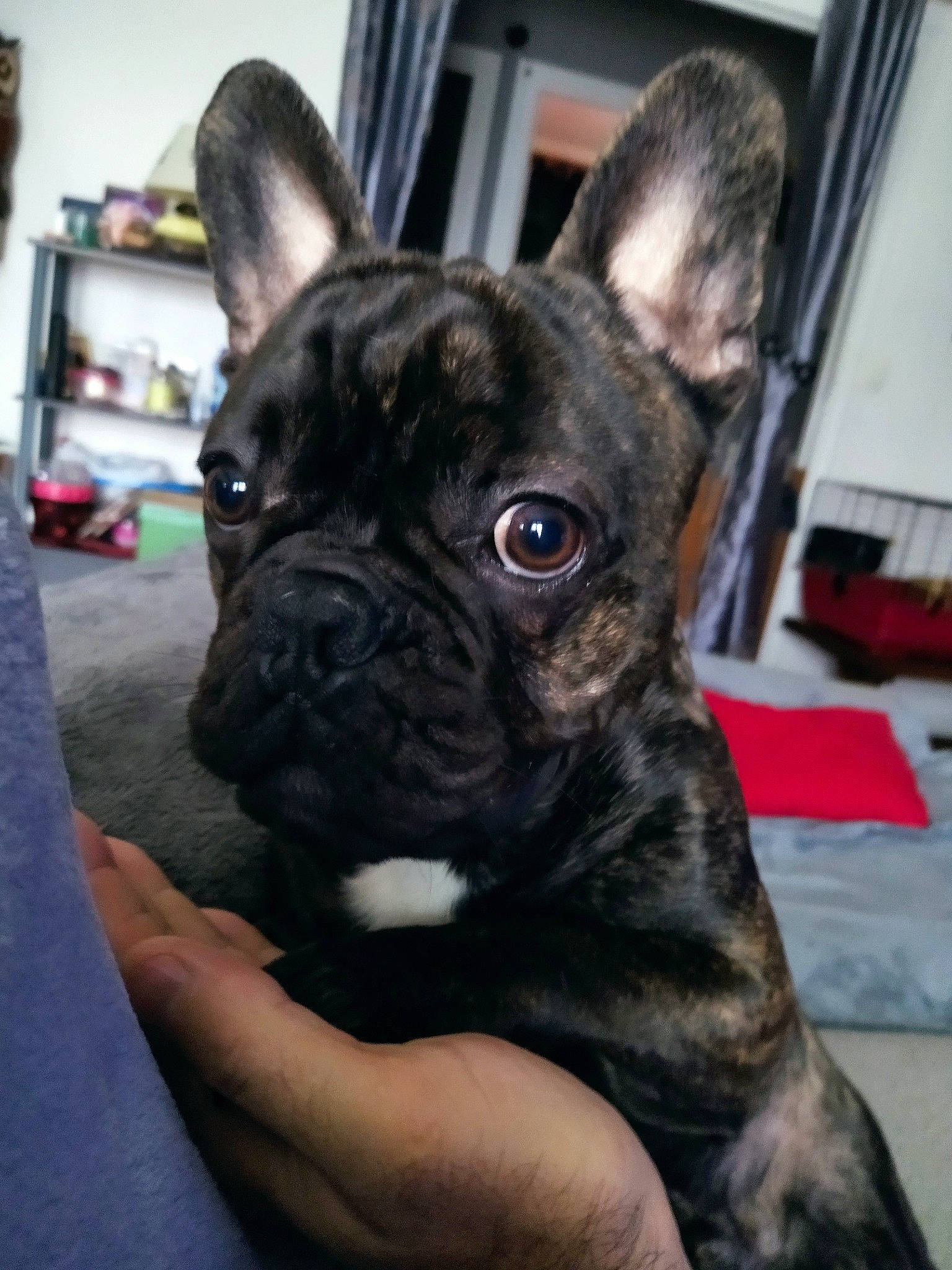 Ricthy participe au concours pour gagner de l'argent avec cette photo : bookcase, bulldog, canidae, carnivore, companion_dog, dog, dog_breed, ear, fawn, french_bulldog, grass, non_sporting_group, shelf, snout, sporting_group, terrestrial_animal, toy_dog, whiskers, working_animal, wrinkle