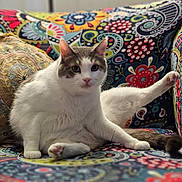 Wallace joined the competition — help win amazing prizes! cat, pet, indoor, couch, colorful, patterned_fabric, relaxed, animal, feline, sitting, white_fur, gray_fur, paw, leg_up, home, cute, curious, cozy, decor, portrait