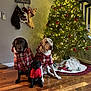 dog, puppy, christmas_tree, holiday, festive_clothing, stockings, indoors, wooden_floor, decorations, lights, red, green, plaid, pets, canine, celebration, festivity, cute, family, home