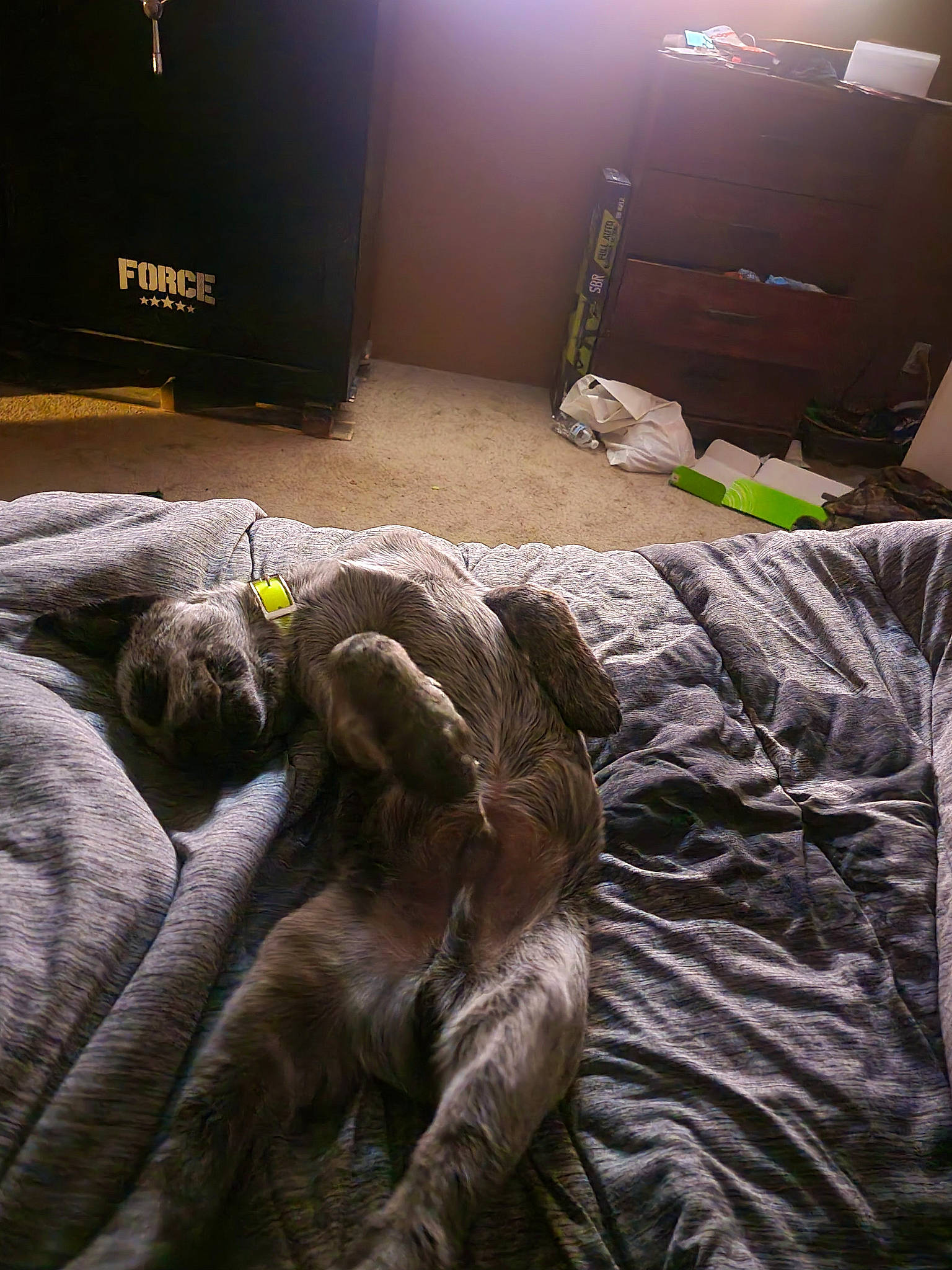 Bo Duke joined the competition — help win amazing prizes! bed, bedding, bedroom, comfort, companion_dog, felidae, flooring, fur, guard_dog, light, linens, liver, metal, room, small_to_medium_sized_cats, sporting_group, square, tail, tints_and_shades, wood