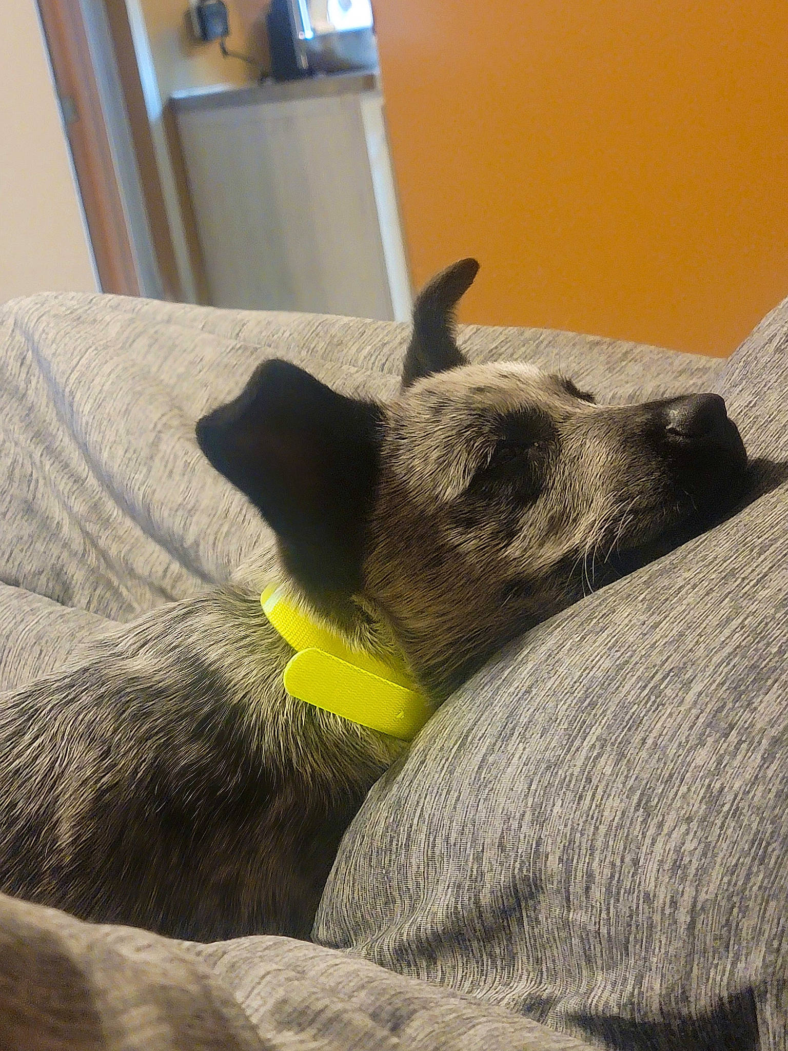 Bo Duke joined the competition — help win amazing prizes! carnivore, chair, comfort, dog, dog_breed, ear, fawn, felidae, fur, grey, linens, small_to_medium_sized_cats, snout, sporting_group, tail, terrestrial_animal, tints_and_shades, whiskers, wool, working_animal