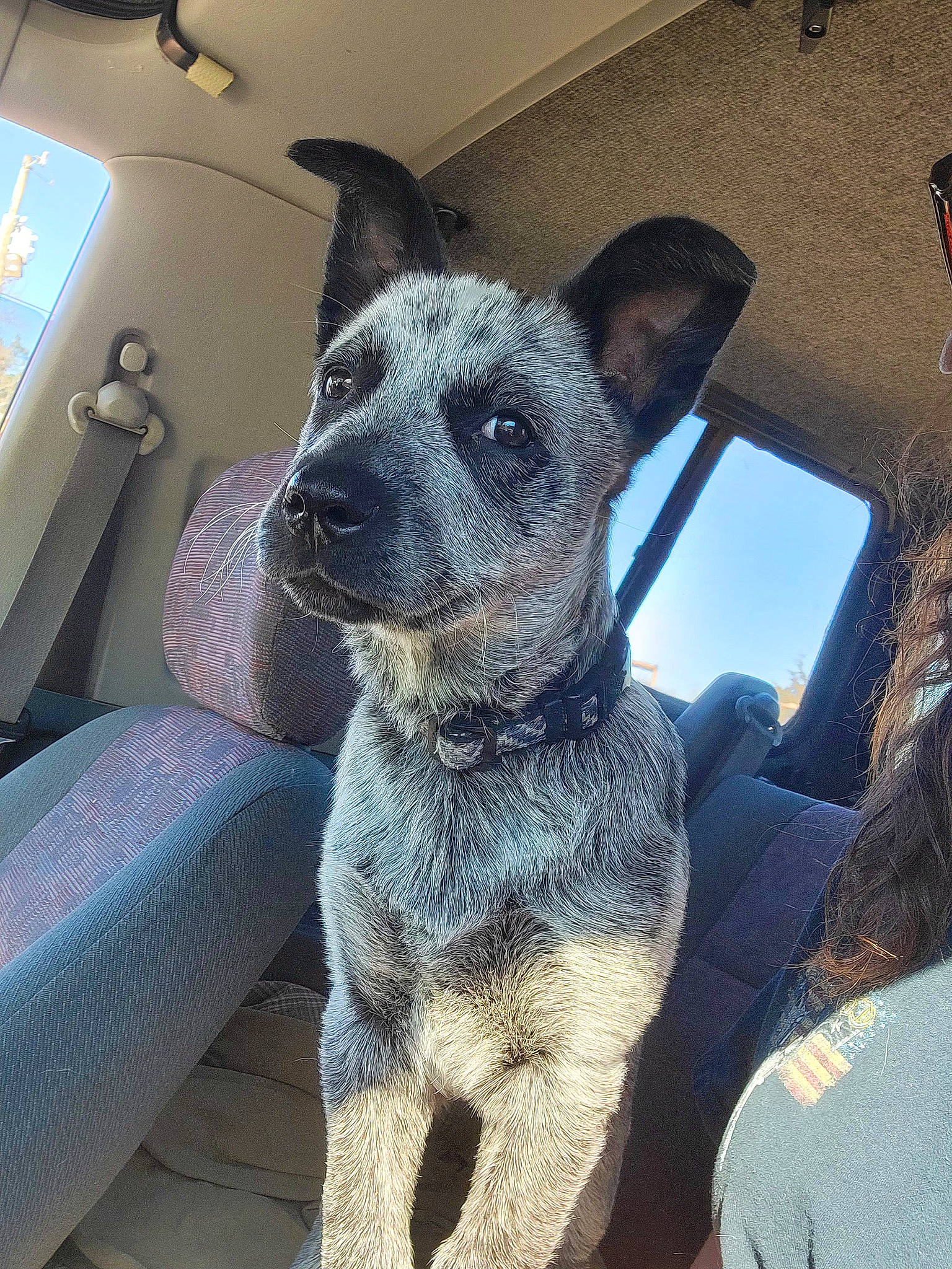 Bo Duke joined the competition — help win amazing prizes! auto_part, canidae, carnivore, collar, comfort, companion_dog, dog, dog_breed, eye, fawn, fur, head_restraint, snout, sporting_group, vehicle, vehicle_door, whiskers, window, windshield, working_animal