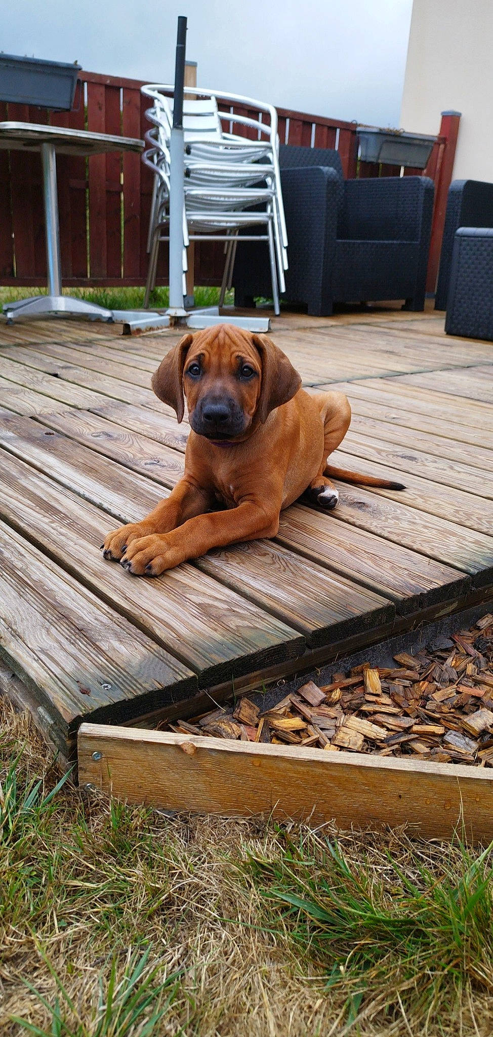 Tess a rejoint le concours — aidez-le/la à gagner de superbes lots ! carnivore, chair, companion_dog, dog, dog_breed, door, fawn, floor, flooring, grass, hardwood, liver, plank, plant, snout, terrestrial_animal, wood, wood_flooring, wood_stain, working_animal