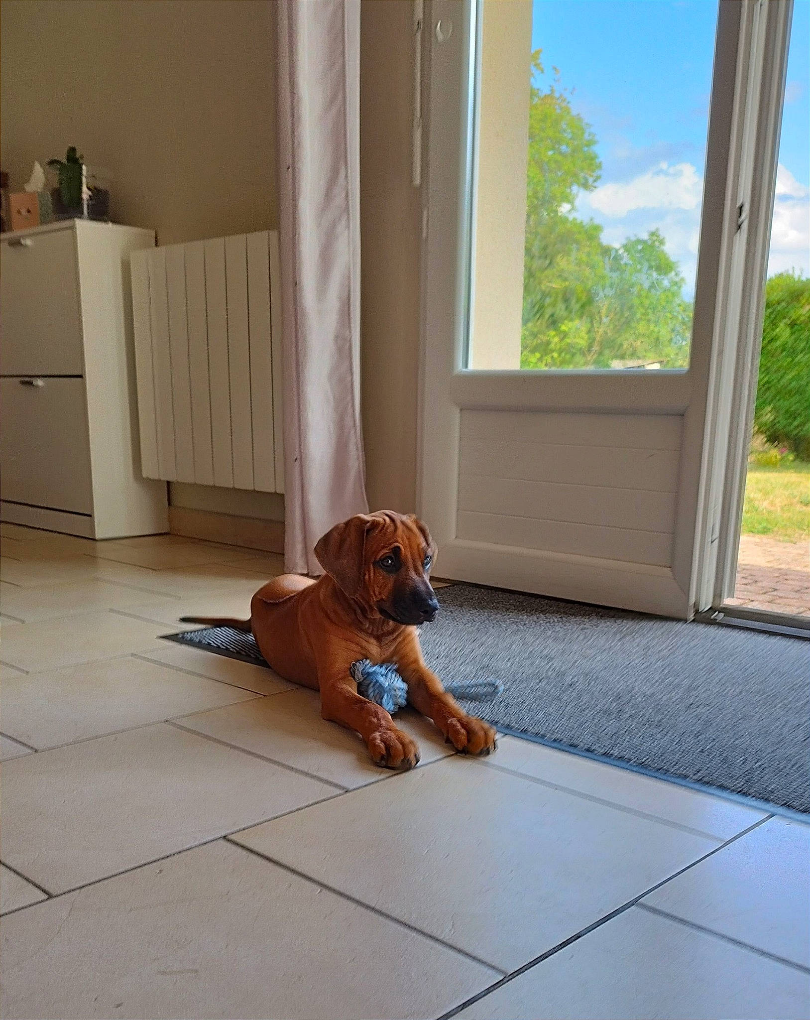 Tess participe au concours pour gagner de l'argent avec cette photo : building, cabinetry, carnivore, cloud, comfort, companion_dog, dog, dog_breed, fawn, floor, flooring, hardwood, interior_design, leisure, liver, shade, sky, window, wood, working_animal