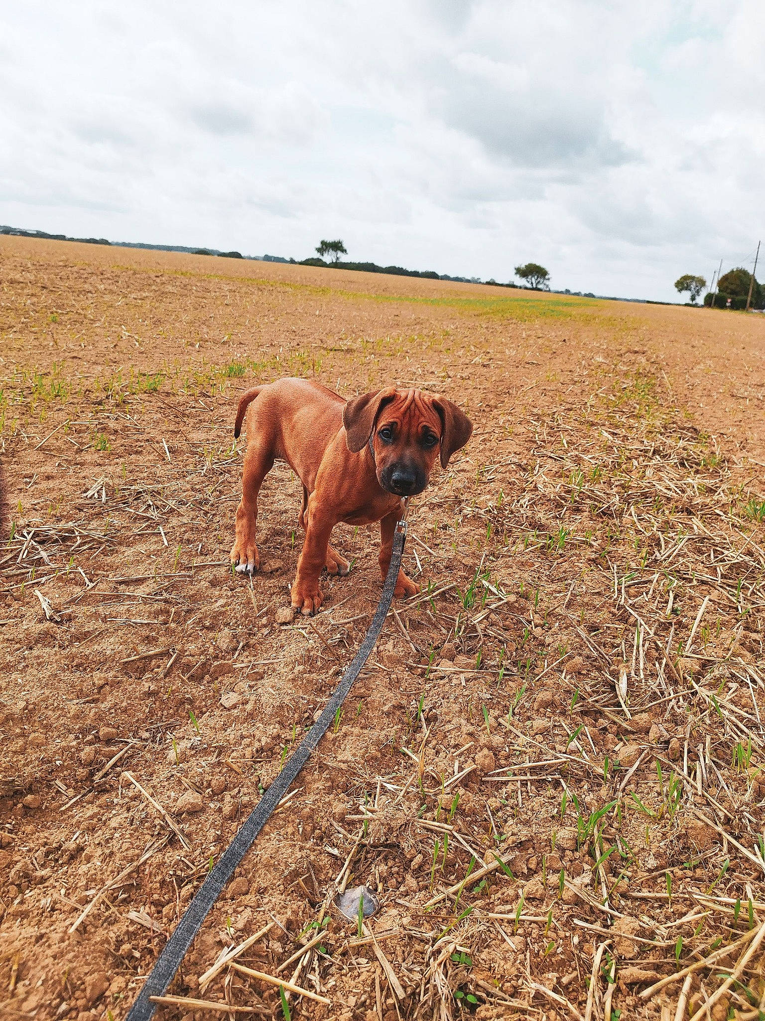 Tess participe au concours pour gagner de l'argent avec cette photo : agriculture, canidae, carnivore, cloud, dog, dog_breed, fawn, field, grass, grassland, gun_dog, landscape, liver, pasture, plant, prairie, sky, soil, sporting_group, working_animal