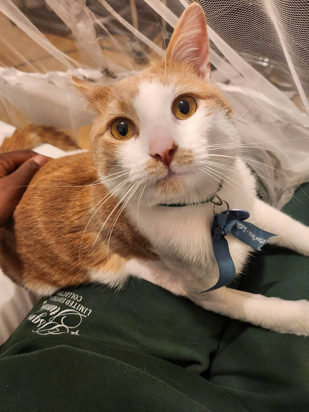 Nero a rejoint le concours — aidez-le/la à gagner de superbes lots ! carnivore, cat, claw, comfort, domestic_short_haired_cat, ear, eye, fashion_accessory, fawn, felidae, fur, gesture, hair, head, iris, paw, small_to_medium_sized_cats, snout, tail, whiskers