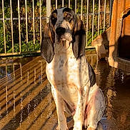 Voyou a rejoint le concours — aidez-le/la à gagner de superbes lots ! dog, basset_hound, outdoor, sunlight, shadow, wet_ground, fence, ear, pet, animal, sitting, expression, canine, nature, daylight, portrait, loyalty, quiet, reflection, wooden_dog_house