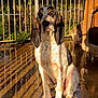 dog, basset_hound, outdoor, sunlight, shadow, wet_ground, fence, ear, pet, animal, sitting, expression, canine, nature, daylight, portrait, loyalty, quiet, reflection, wooden_dog_house