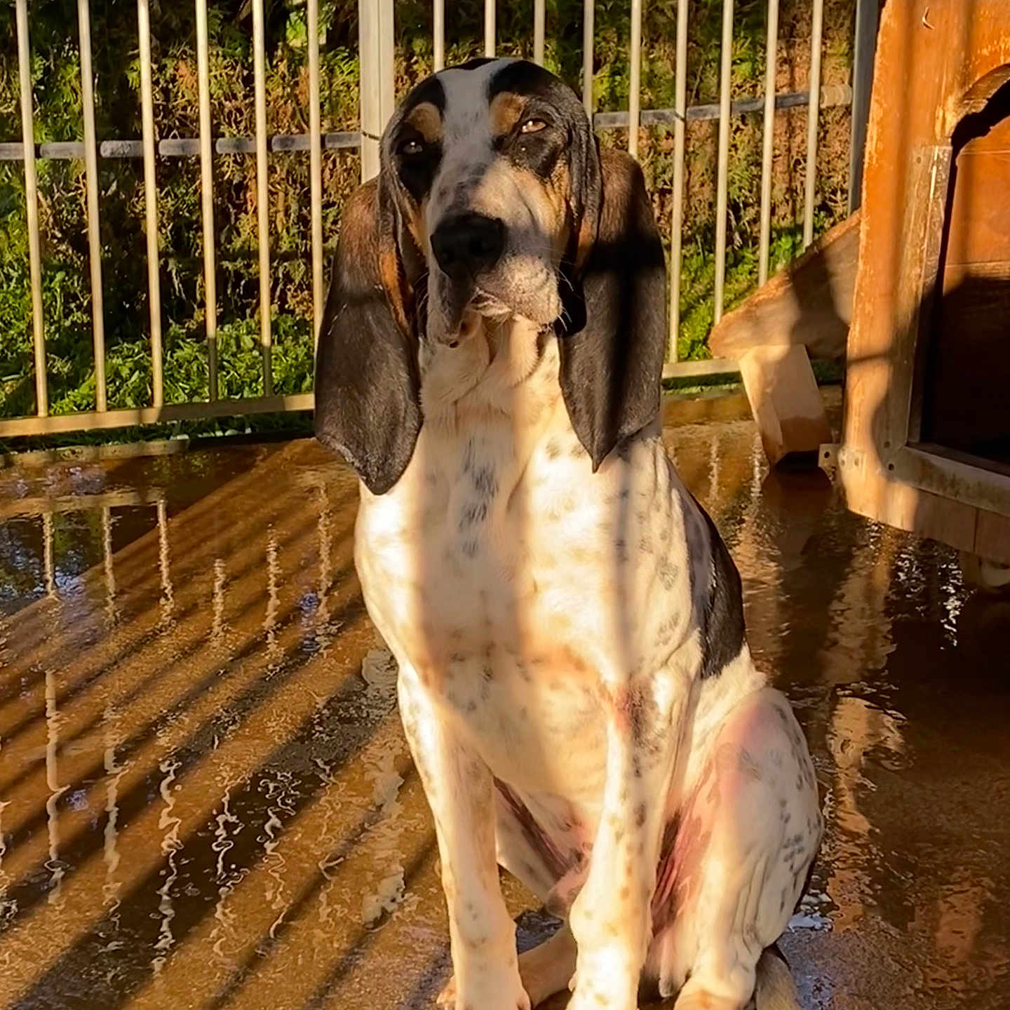 Voyou a rejoint le concours — aidez-le/la à gagner de superbes lots ! animal, basset_hound, canine, daylight, dog, ear, expression, fence, loyalty, nature, outdoor, pet, portrait, quiet, reflection, shadow, sitting, sunlight, wet_ground, wooden_dog_house