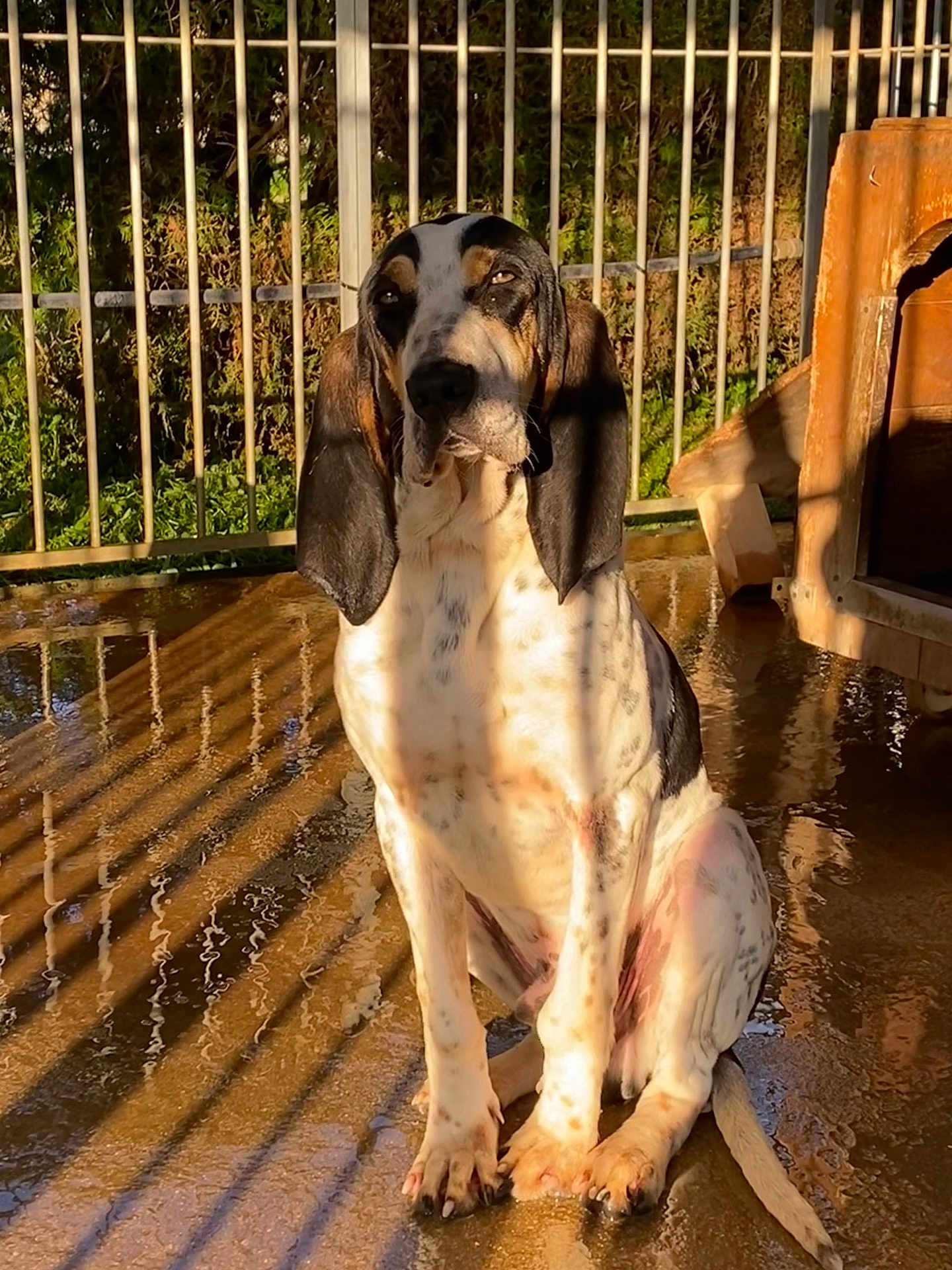 Voyou a rejoint le concours — aidez-le/la à gagner de superbes lots ! dog, basset_hound, outdoor, sunlight, shadow, wet_ground, fence, ear, pet, animal, sitting, expression, canine, nature, daylight, portrait, loyalty, quiet, reflection, wooden_dog_house