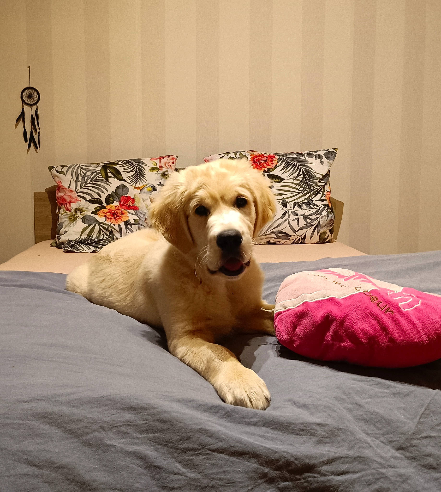 Ulysse a rejoint le concours — aidez-le/la à gagner de superbes lots ! bed, bedding, bedroom, carnivore, comfort, companion_dog, couch, dog, dog_breed, dog_supply, fawn, flooring, furniture, hardwood, interior_design, linens, pillow, sporting_group, wood, working_animal