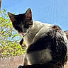Luna joined the competition — help win amazing prizes! cat, black_and_white, tuxedo_cat, pet, animal, portrait, close_up, whiskers, ears, collar, heart_tag, fur, sitting, outdoor, sunlight, window, screen, blue_sky, greenery, backyard
