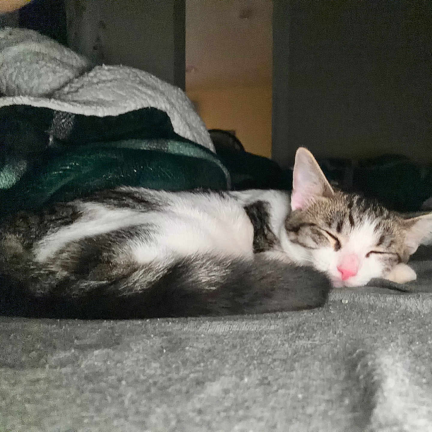 Luna is registered to the contest to win money with this photo: cat, kittens, sleeping, cuddling, pets, animal, furry, white_cat, tabby_cat, pink_nose, closed_eyes, indoors, carpet, blanket, cozy, resting, relaxed, cute, kitten, home
