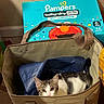 Luna is registered to the contest to win money with this photo: cat, kitten, animal, pet, feline, tabby, white_fur, shopping_bag, reusable_bag, diapers, baby_product, indoor, home, wood_floor, wall, colorful, sitting, lying_down, curious, portrait