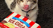 Luna is registered to the contest to win money with this photo: cat, kitten, tabby, white_cat, pet, animal, sitting, licking, tongue, closed_eyes, collar, tag, ice_cream, dessert, container, packaging, carpet, indoor, portrait, funny