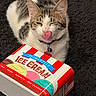 cat, kitten, tabby, white_cat, pet, animal, sitting, licking, tongue, closed_eyes, collar, tag, ice_cream, dessert, container, packaging, carpet, indoor, portrait, funny