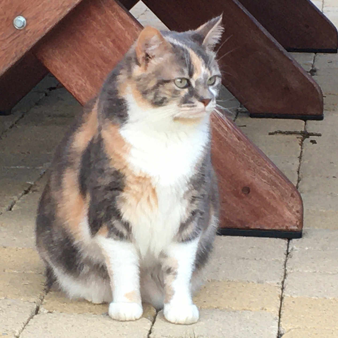 Chipie a rejoint le concours — aidez-le/la à gagner de superbes lots ! abyssinian, accessories, angora, animal, architecture, building, cat, hardwood, house, housing, kitten, manx, path, pet, plywood, porch, slate, strap, walkway, wood