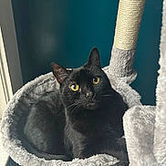 Storm is registered to the contest to win money with this photo: animal, black_cat, black_fur, cat, cat_bed, cat_tree, close_up, cozy, feline, indoor, looking_up, pet, portrait, relaxed, scratching_post, soft_texture, teal_wall, whiskers, window, yellow_eyes