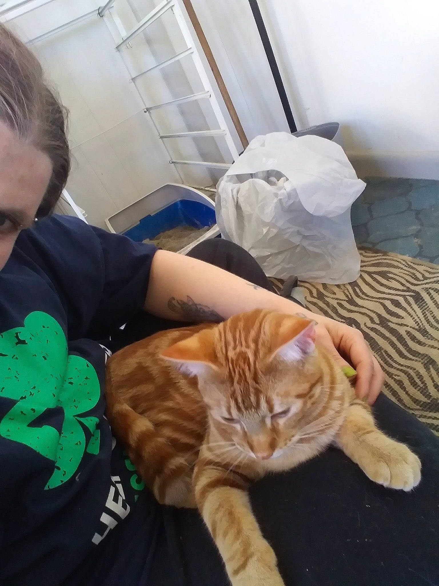 Heart joined the competition — help win amazing prizes! carnivore, cat, comfort, companion_dog, domestic_short_haired_cat, fawn, felidae, flooring, fur, hardwood, lap, mammal, nap, room, sitting, small_to_medium_sized_cats, tail, vertebrate, whiskers, wood