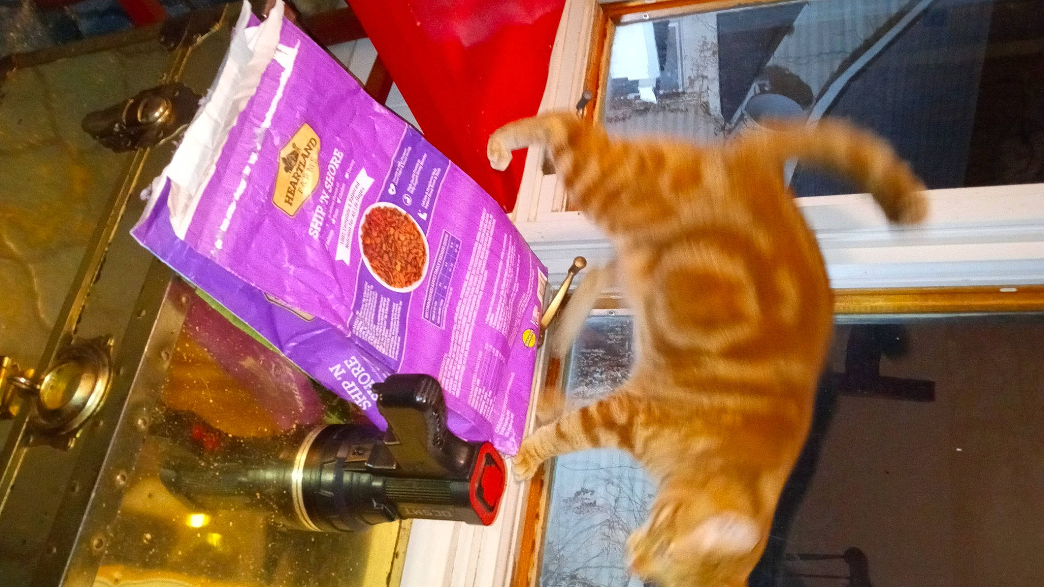 Heart joined the competition — help win amazing prizes! carnivore, cat, domestic_short_haired_cat, fawn, felidae, fur, magenta, purple, small_to_medium_sized_cats, tail, whiskers, wood