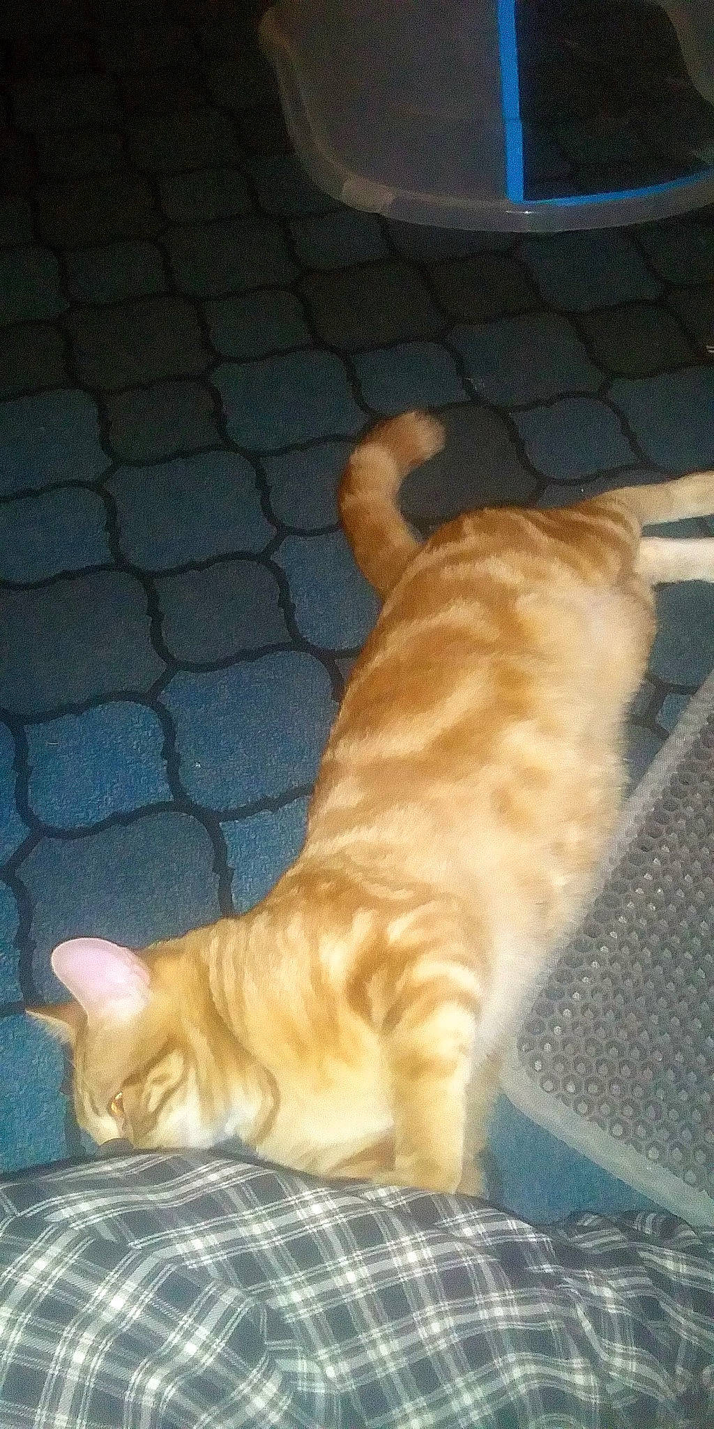 Heart joined the competition — help win amazing prizes! canidae, carnivore, cat, claw, companion_dog, dog_breed, domestic_short_haired_cat, felidae, flooring, fur, hardwood, paw, small_to_medium_sized_cats, snout, tail, terrestrial_animal, whiskers, wood