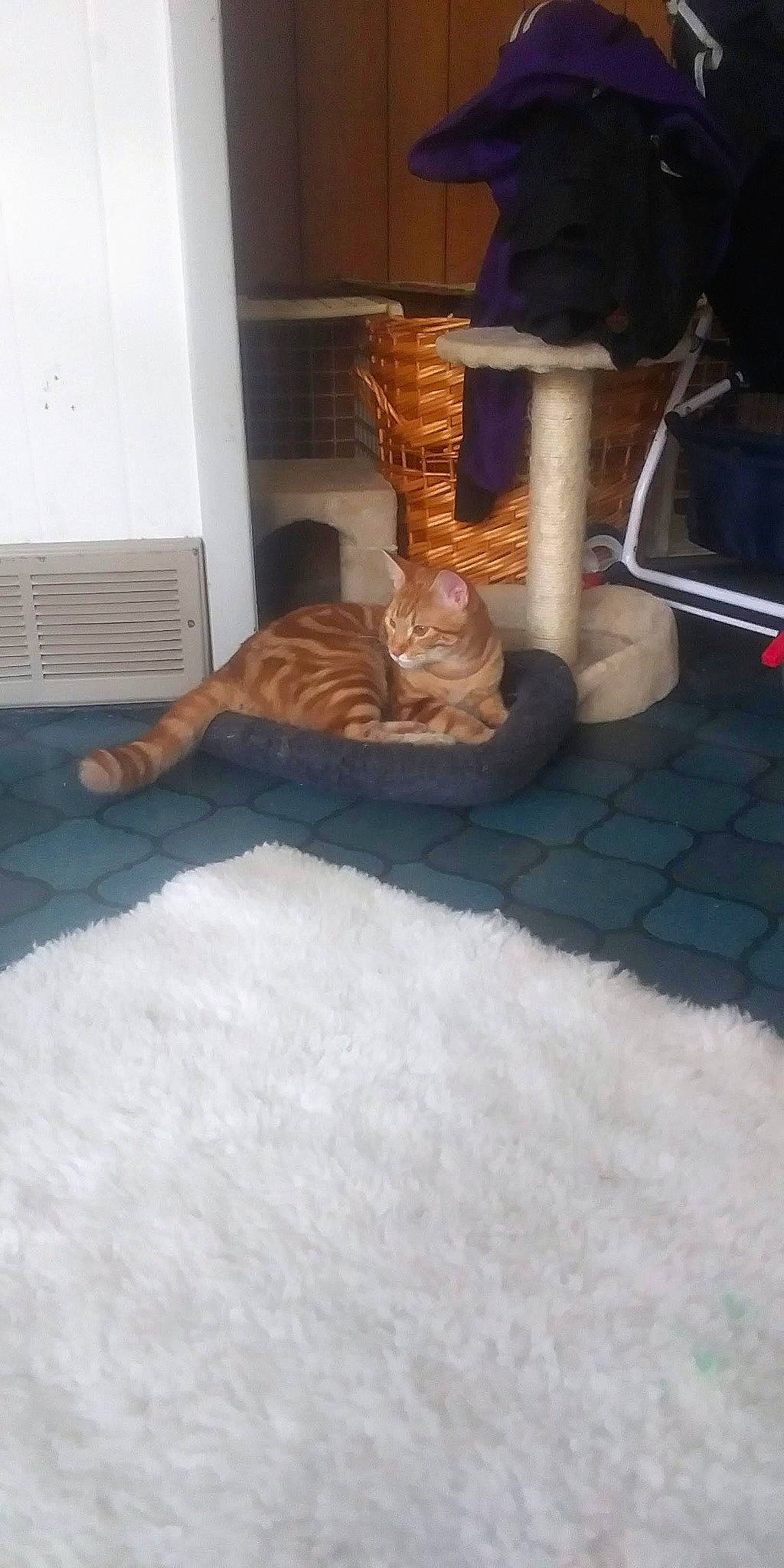 Heart is registered to the contest to win money with this photo: carpet, comfort, domestic_short_haired_cat, felidae, floor, flooring, fur, gas, hardwood, heat, human_leg, linens, room, small_to_medium_sized_cats, tail, terrestrial_animal, toy, whiskers, wood