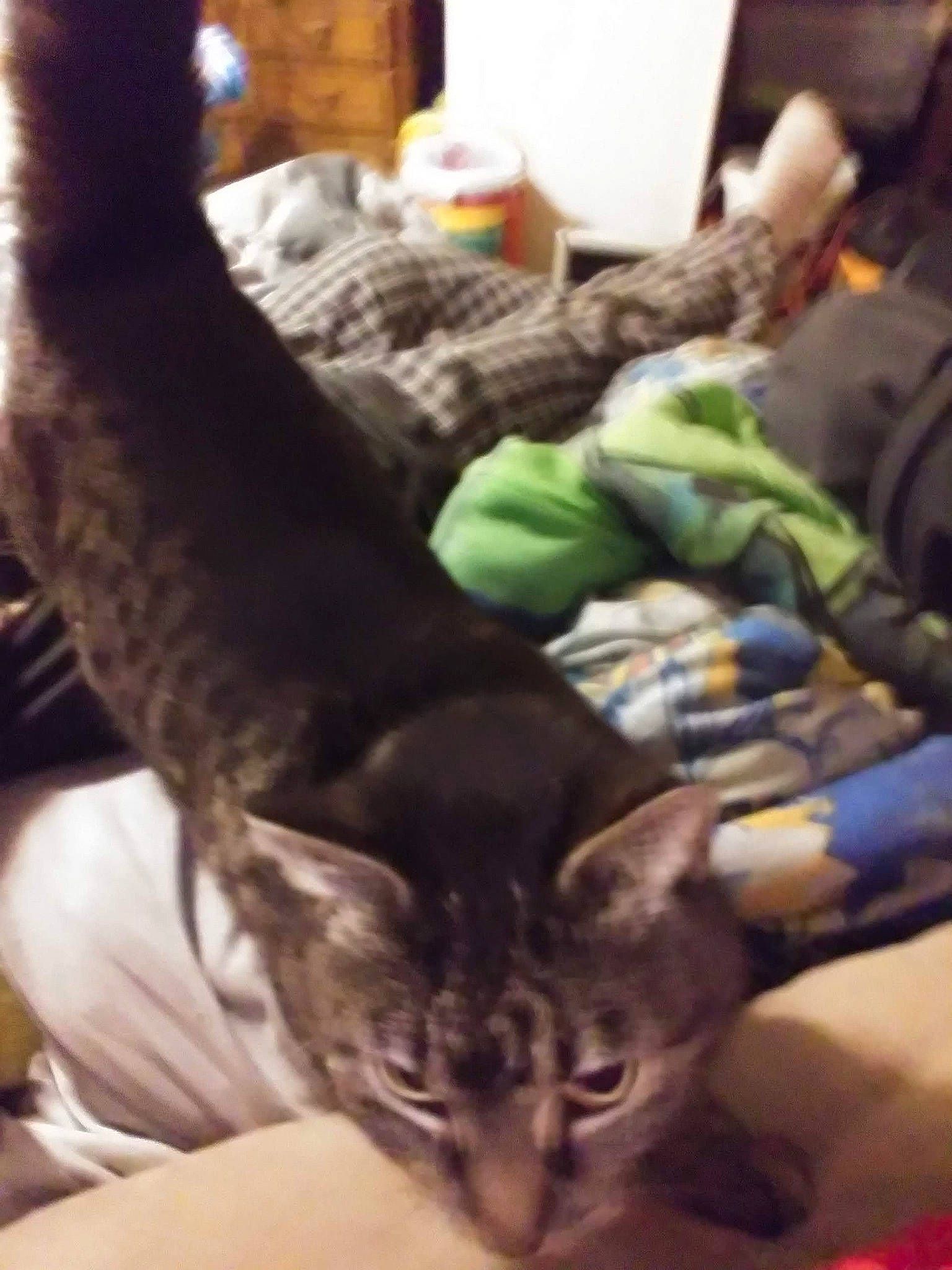 March joined the competition — help win amazing prizes! carnivore, cat, child, comfort, domestic_short_haired_cat, ear, felidae, fur, gesture, linens, nap, room, selfie, small_to_medium_sized_cats, tail, whiskers