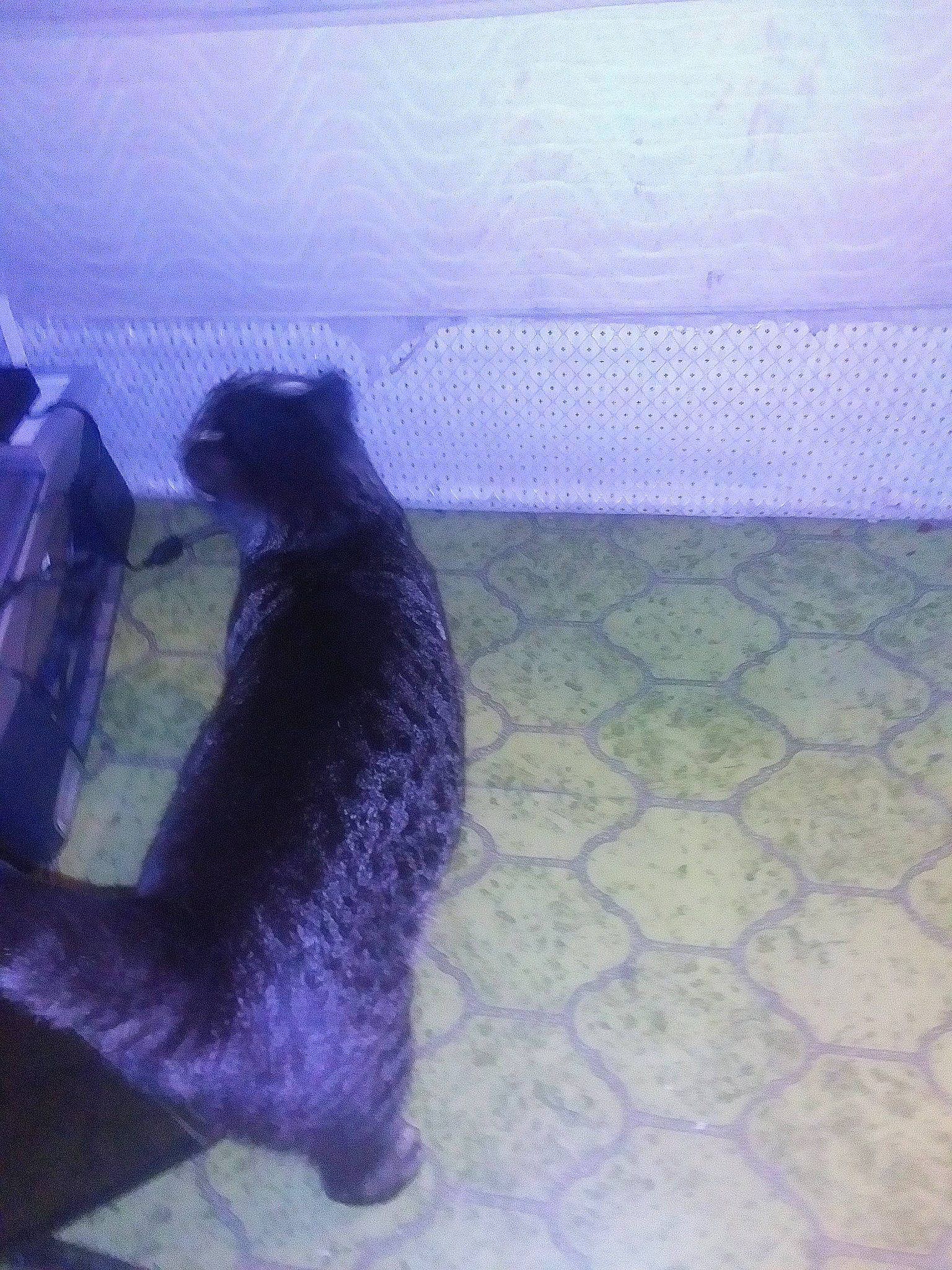 March joined the competition — help win amazing prizes! black_cat, carnivore, cat, claw, dog_breed, domestic_short_haired_cat, electric_blue, felidae, flooring, fur, paw, purple, shadow, small_to_medium_sized_cats, sporting_group, tail, tints_and_shades, whiskers, window