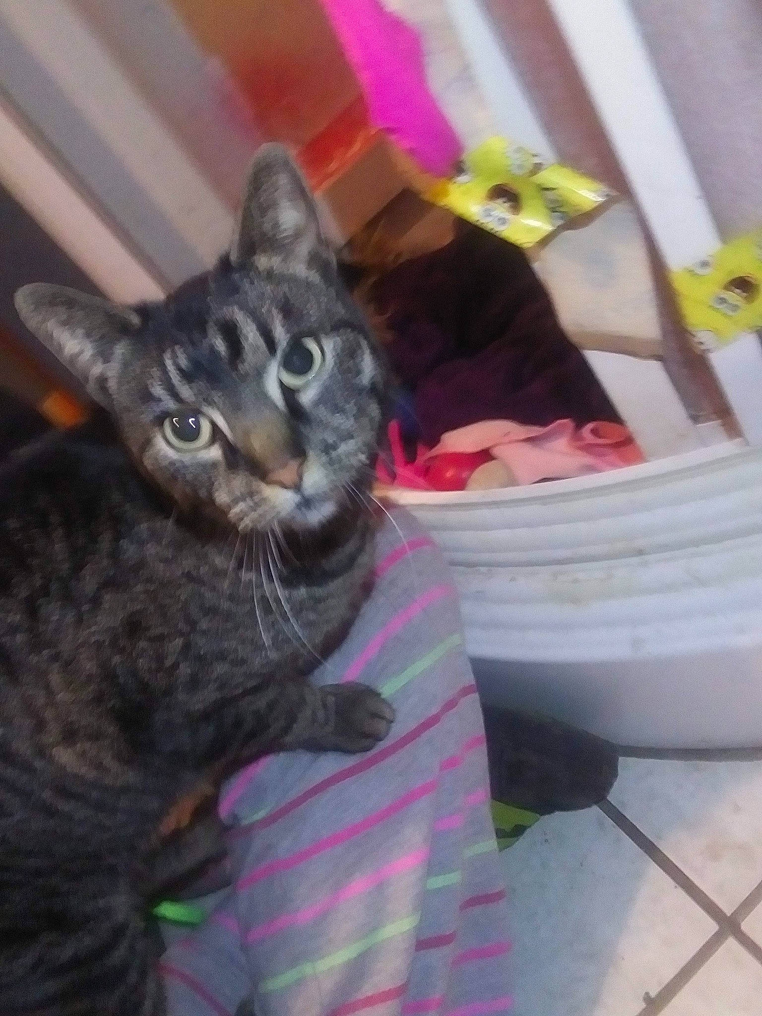 March is registered to the contest to win money with this photo: black_cat, carnivore, cat, cat_supply, claw, comfort, domestic_short_haired_cat, felidae, fur, grey, magenta, mammal, paw, pet_supply, small_to_medium_sized_cats, tail, whiskers