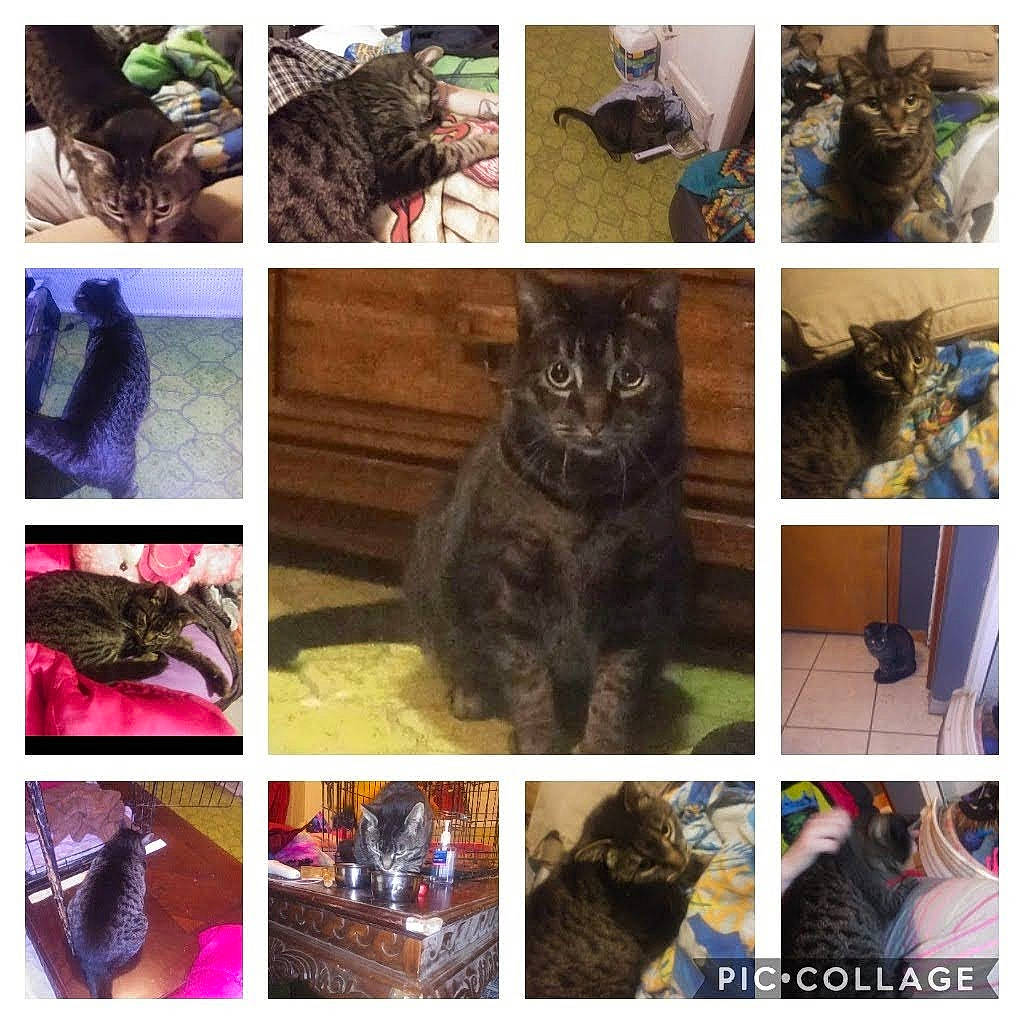 March joined the competition — help win amazing prizes! beauty, black, carnivore, cat, collage, felidae, fur, green, liver, mammal, organism, photo_caption, photograph, plant, selfie, small_to_medium_sized_cats, snapshot, textile, vertebrate, whiskers