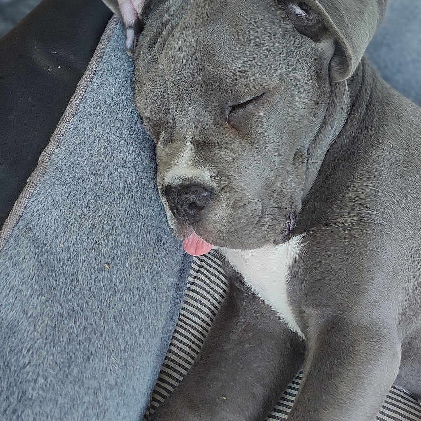 Ace participe au concours pour gagner de l'argent avec cette photo : animal, blanket, bulldog, canine, couch, cushion, dog, frenchbulldog, furniture, homedecor, hound, linen, machine, person, pet, pitbull, puppy, sleeping, snout, spoke