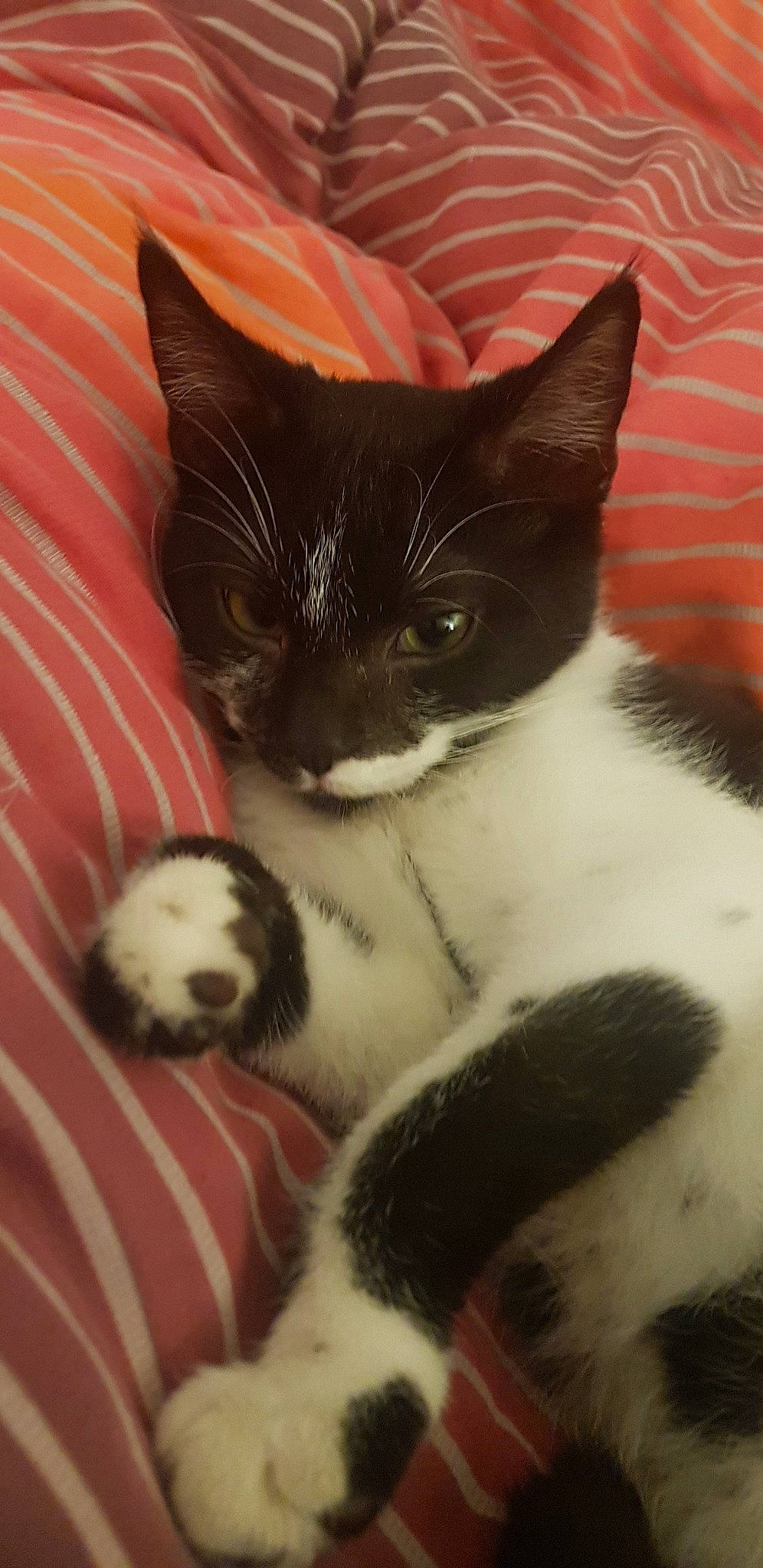 Minou a rejoint le concours — aidez-le/la à gagner de superbes lots ! american_wirehair, black_and_white, carnivore, cat, domestic_short_haired_cat, european_shorthair, felidae, fur, japanese_bobtail, kitten, mammal, polydactyl_cat, small_to_medium_sized_cats, snout, tail, whiskers