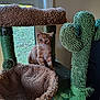 Copper joined the competition — help win amazing prizes! animal, brown, cactus_shape, cat, cat_tree, curious, daylight, furniture, grass, green, home, indoor, kitten, looking, orange_tabby, pet, plush, soft_texture, window, young