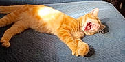 Copper joined the competition — help win amazing prizes! animal, backpack, blue_couch, cat, cat_tree, couch, cozy, daylight, fur, furniture, home, indoor, orange_tabby, paw, pet, relaxing, stretching, sunlight, whiskers, yawning