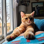 Copper joined the competition — help win amazing prizes! animal, blanket, cat, cozy, curious, daylight, feline, framed_photo, fur, home, indoor, lamp, orange_tabby, paw, pet, relaxed, resting, stretching, whiskers, window