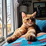 animal, blanket, cat, cozy, curious, daylight, feline, framed_photo, fur, home, indoor, lamp, orange_tabby, paw, pet, relaxed, resting, stretching, whiskers, window