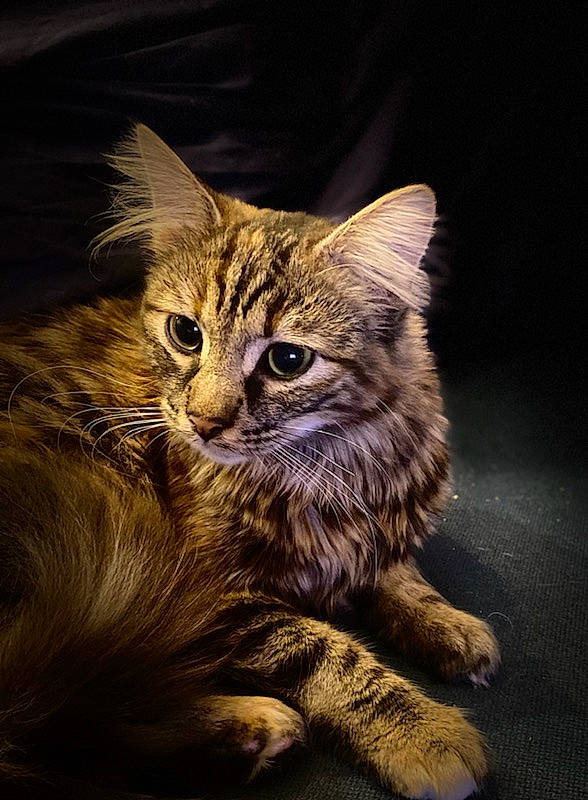 Rasta a rejoint le concours — aidez-le/la à gagner de superbes lots ! carnivore, cat, claw, darkness, domestic_short_haired_cat, fawn, felidae, fur, grass, paw, plant, small_to_medium_sized_cats, snout, terrestrial_animal, tree, whiskers, wildlife, wood