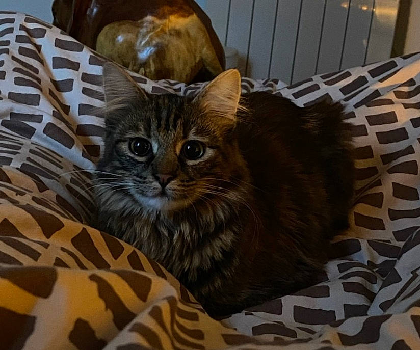 Rasta a rejoint le concours — aidez-le/la à gagner de superbes lots ! box, carnivore, cat, cat_supply, comfort, domestic_short_haired_cat, felidae, fur, linens, pattern, small_to_medium_sized_cats, snout, terrestrial_animal, whiskers, wood