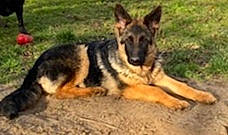 Rimrock a rejoint le concours — aidez-le/la à gagner de superbes lots ! canidae, carnivore, dog, dog_breed, east_european_shepherd, event, german_shepherd_dog, grass, herding_dog, king_shepherd, sharing, snout, sporting_group, terrestrial_animal, working_dog