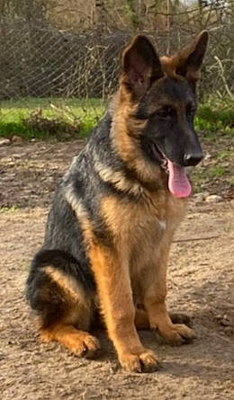 Rimrock a rejoint le concours — aidez-le/la à gagner de superbes lots ! canidae, carnivore, dog, dog_breed, fawn, foot, german_shepherd_dog, heat, herding_dog, king_shepherd, old_german_shepherd_dog, plant, snout, sporting_group, terrestrial_animal, working_animal, working_dog