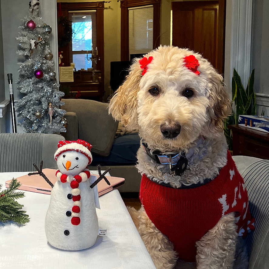Coco is registered to the contest to win money with this photo: blinds, bow, candy_cane_garland, chair, christmas, cozy, cute, decorations, dog, doorway, festive, holiday, indoor, pet, plant, red_sweater, silver_tree, snowman, table, window