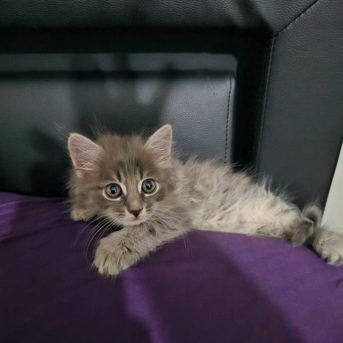 Megatron
