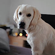 Balou a rejoint le concours — aidez-le/la à gagner de superbes lots ! dog, golden_retriever, cream_colored, fluffy, puppy, pet, canine, sitting, indoors, portrait, close_up, long_ears, dark_eyes, black_nose, white_fur, living_room, sofa, blurred_background, warm_lighting, cozy