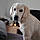 Balou