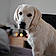 Balou