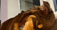 Akira a rejoint le concours — aidez-le/la à gagner de superbes lots ! animal, brown_fur, calm, close_up, companion, cozy, cute, dog, domestic_animal, fur, indoor, mammal, napping, pet, quiet, relaxed, resting, sleeping, window, windowsill